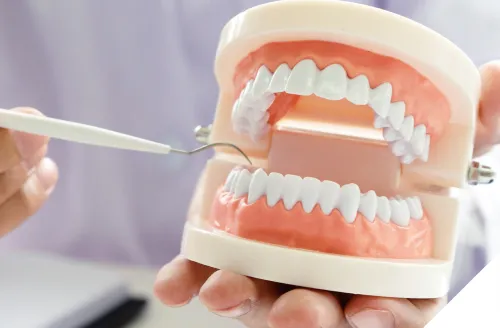 歯科医師による歯科模型図を使った説明