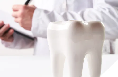 歯の模型の前で診療記録を取る歯科医師の様子。歯科治療やカウンセリングのイメージ